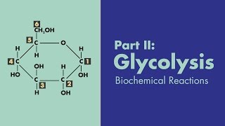 Glycolysis  Biochemical Reactions  MEDZCOOL [upl. by Remsen]