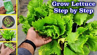 How to grow Iceberg lettuce Hydroponically from seeds to harvest [upl. by Ahsinod81]