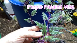 Purple Passion Vine Propagation [upl. by Surtemed]