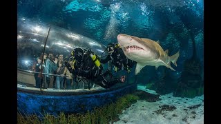 Inmersión con tiburones en Barcelona [upl. by Annailuj]