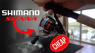 Shimano Sienna 2500HG Review Best Cheap Fishing Reel [upl. by Akirdnuhs410]