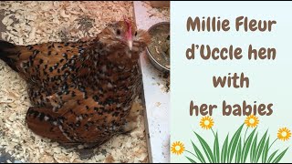 Millie Fleur d’Uccle hen and her babies [upl. by Beberg]