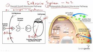 821 Hormones  Steroid v Protein [upl. by Erhard640]