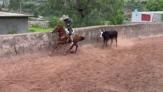 Coleadero en Cueva Grande 3082023 [upl. by Lach]