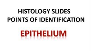 Epithelium Histology Points of Identification [upl. by Uis]