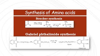 Strecker synthesis and Gabriel phthalimide synthesis  Synthesis of Amino Acids [upl. by Eugine]