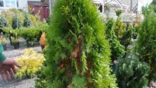 Are these trees dying Why do arborvitae turn yellow [upl. by Poppas]