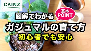 ガジュマルの育て方 ～「多幸の木」とも呼ばれる植物～カインズ花図鑑 [upl. by Wehttan]