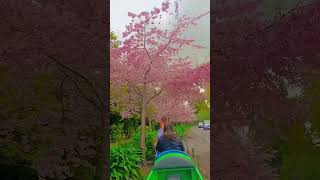 Cherry blossoms plantas plants spring flowers garden cherrytree blooms springflowers [upl. by Amaleta]