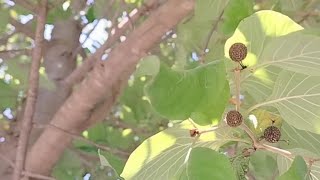 रुद्राक्ष का पेड़ देखा मैनेnaturalviewsandgardening nature tree rudraksha india [upl. by Myrwyn]