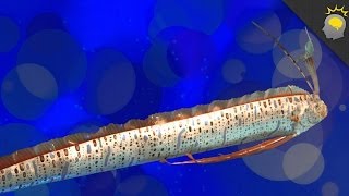 Giant Oarfish Oh my  Science on the Web 36 [upl. by Imuy931]