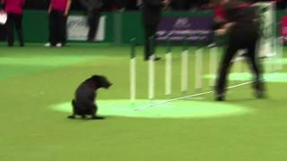 Dog show fail Crufts pooch has an accident in the arena [upl. by Keven223]