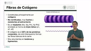 La matriz extracelular Proteínas y tipos de fibras  5660  UPV [upl. by Lletnom]