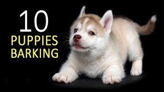 PUPPIES BARKING Sound Effect HD [upl. by Moina]