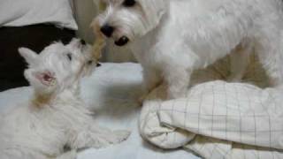 westie puppy vs mother dog 3 battle for a gum ウェスティ親子喧嘩 [upl. by Spada57]