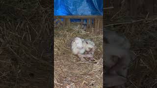 Preemie ewe lamb nickering for mama baa sheep farmlife katahdin [upl. by Grazia]