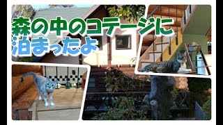 猫カフェの猫と泊まれる旅館【まいきゃっと湯河原】チェックアウトで泣きそうなOL、帰りたくないです・・・ [upl. by Schild544]