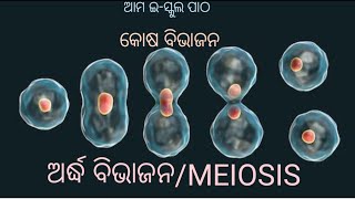 ଅର୍ଦ୍ଧ ବିଭାଜନ MEIOSIS କୋଷ ବିଭାଜନ CELL DIVISION [upl. by O'Brien51]