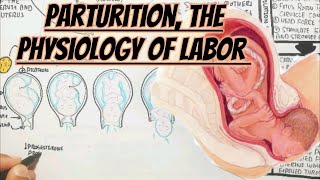 Physiology Of LaborParturition [upl. by Oreves101]