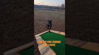 Cane Corso kennel obstacle course [upl. by Lilli]