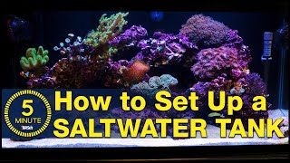 Saltwater aquarium setup  A simple easy guide in 5 minute steps [upl. by Idalina733]