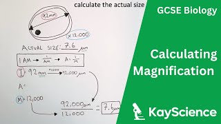 Calculating Magnification  GCSE Biology  kaysciencecom [upl. by Wes362]