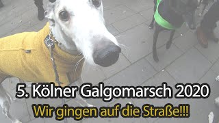 5 Kölner Galgo Marsch 2020 Protest gegen das entsorgen von Windhunden in Spanien [upl. by Leahcimrej]