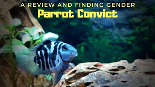 Unique Cross Breed Cichlids  Convict Parrot Cichlid [upl. by Gerianna]