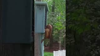 Backyard Birds Nuthatches amp Wren Enjoy the Suet Feeder [upl. by Silver]