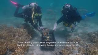 How are we reforesting Bahia Culebra Coral Reefs [upl. by Daffi]