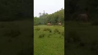 Place Modhutila eco park NalitabariSherpur [upl. by Annazor]