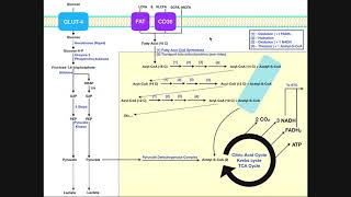 BASICS of Fatty Acid Metabolism Part 1  Lipolysis Transport amp Import [upl. by Lletnahs]