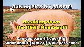 Raising Pigs for PROFIT Can you really earn 1K per pig or 60k a year even 188k a year [upl. by Atews233]