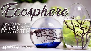 Ecosphere  A How To Guide [upl. by Favrot]