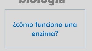 ¿Cómo funcionan las enzimas [upl. by Tomaso]