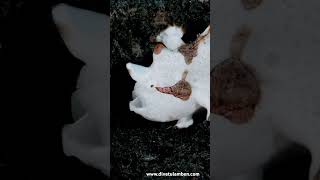 Warty Frogfish — Antennarius maculatus is yawning  the gill cleaningunderwatervideo [upl. by Mailiw]