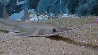 Facts The Sawshark [upl. by Eillas493]