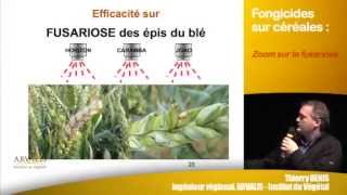 Fongicides sur céréales  zoom sur la fusariose et le microdochium  ARVALISinfosfr [upl. by Navoj]