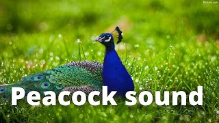 Peacock sound orginal  Hd [upl. by Gladi230]