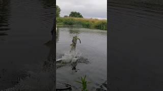 Metrowy szczupak wypluwa węgorza🔥 pike fishing wędkarstwo shorts shortvideo [upl. by Kilian284]