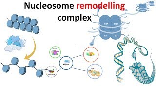 Nucleosome remodeling complex introduction [upl. by Bambie]