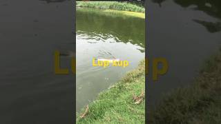 Lên tra lup xup✅ fishing [upl. by Golter435]