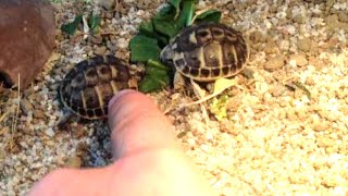 Terrarium pour jeunes tortues Hermann naissances [upl. by Maisel]