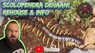 scolopendra dehaani rehouse amp info [upl. by Kentiggerma]