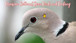 Fascinating Facts About Eurasian Collared Dove Food and Feeding [upl. by Eninahpets]