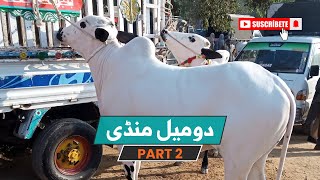 Domail Mandi Part2  Today Mandi Updates  Domel Maweshi Mandi [upl. by Sebastien]