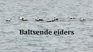 Baltsende eiders [upl. by Gipsy]