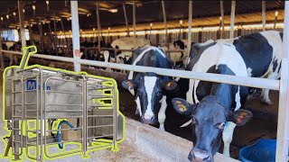 Tour of a Scottish Robot Dairy Farm [upl. by Riem]