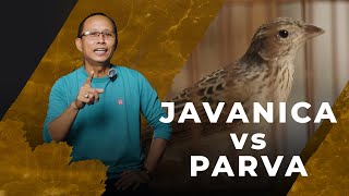 5 CIRI MUDAH MEMBEDAKAN BRANJANGAN JAVANICA DAN PARVA [upl. by Sad]