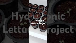 Hydroponic Lettuce Projec Direct Sowing agriculture vlog hydroponics lettuce aquaponics [upl. by Harrington710]